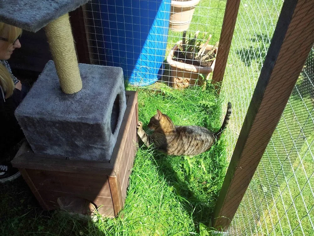 Katzenparadies Lange - Bissendorf pet otel görseli 7