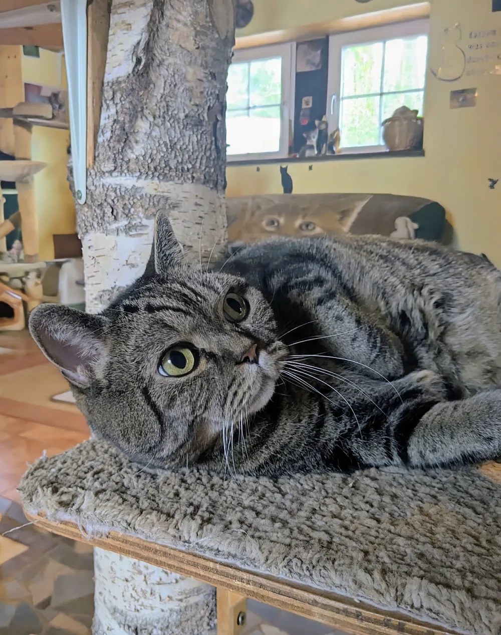 Katzenpension Christel Stahn - Bissendorf pet otel görseli 10