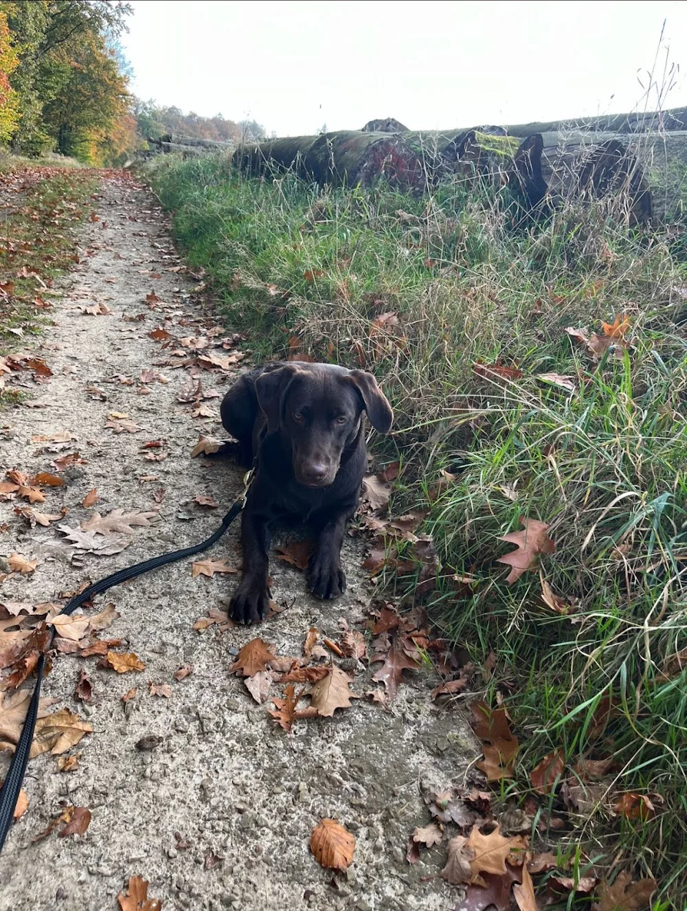 S. Welkener PRO DOG Hundepension und Hundeschule - Bissendorf pet otel görseli 3