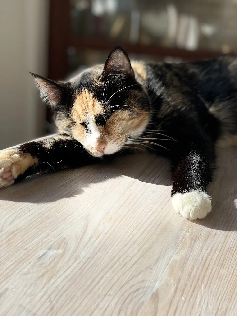 Schnurrlaub Katzenpension Bianca Finke - Bissendorf pet otel görseli 2