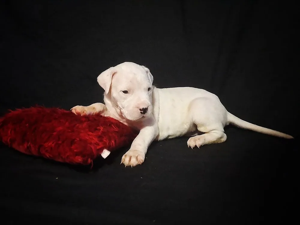 Del Casa Cortés Kennel - Bistrița-Năsăud pet otel görseli 3