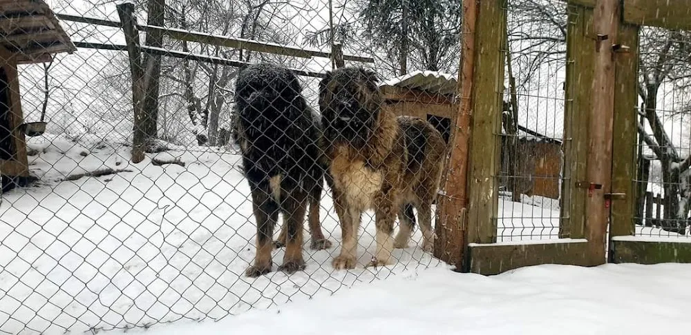 North Transylvania Kennel - Bistrița-Năsăud pet otel