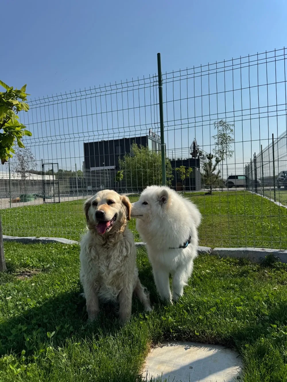 Puppy Land Resort - Bistrița-Năsăud pet otel görseli 3