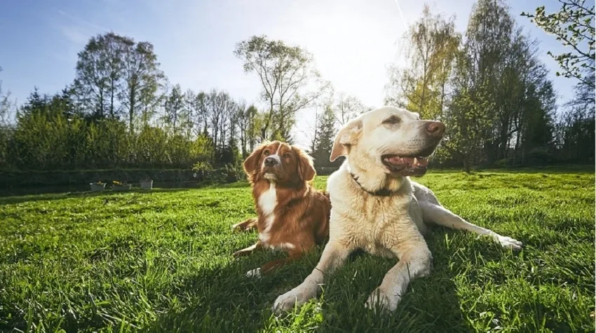 Colombo Köpek Oteli - Bitlis pet otel görseli 6