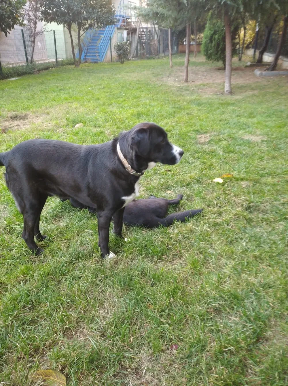 Colombo Köpek Oteli - Bitlis pet otel görseli 11