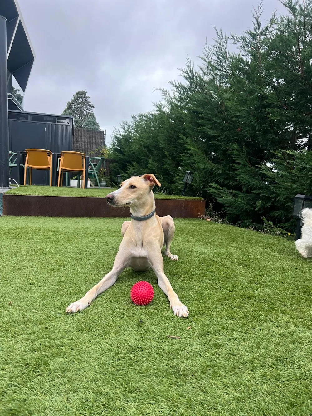 El Perro Feliz Bizkaia - Alojamiento Canino - Hospedaje Canino - Bizkaia pet otel