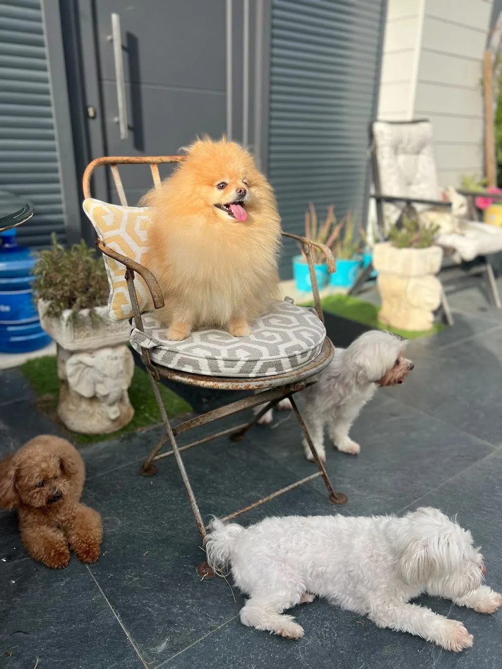 El Perro Feliz Bizkaia - Alojamiento Canino - Hospedaje Canino - Bizkaia pet otel görseli 3