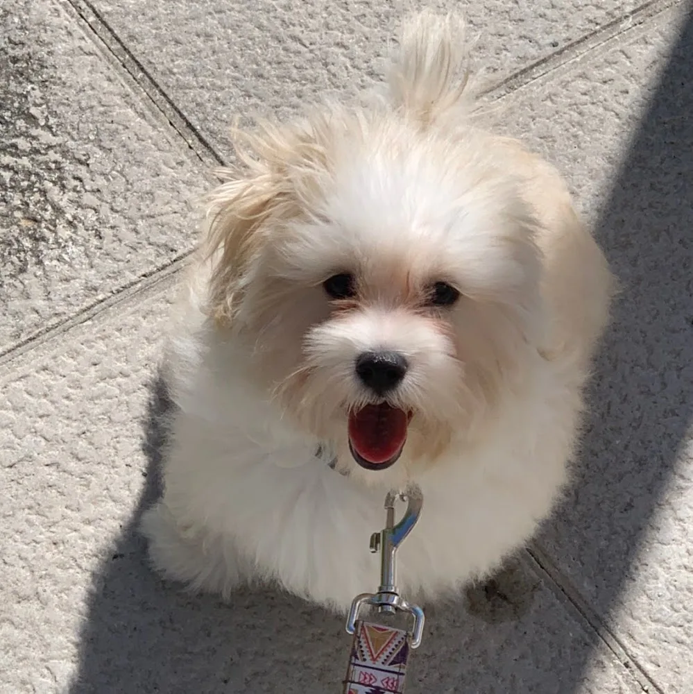 El Perro Feliz Bizkaia - Alojamiento Canino - Hospedaje Canino - Bizkaia pet otel görseli 5