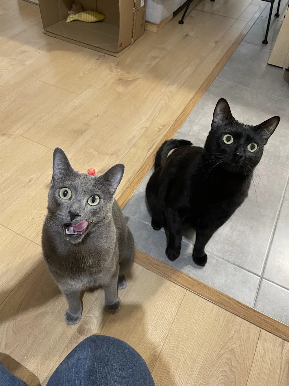 Gatos felices en Casa - Bizkaia pet otel