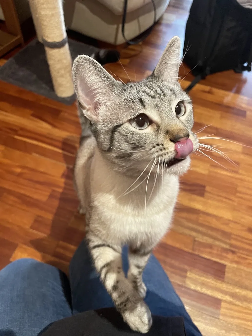 Gatos felices en Casa - Bizkaia pet otel görseli 3