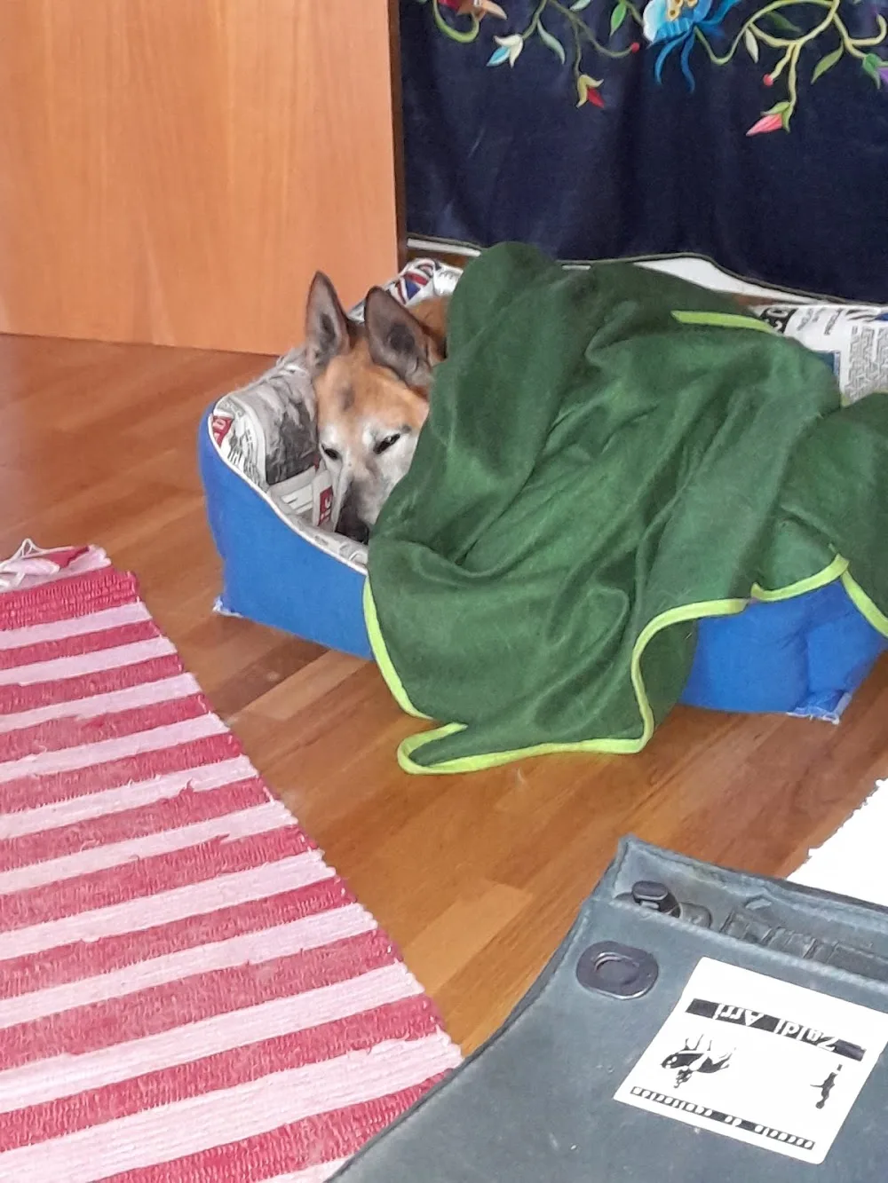 Residencia Canina Quincocan - Bizkaia pet otel