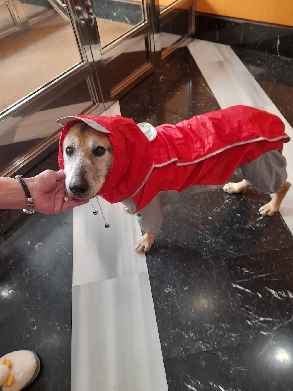 Residencia Canina Quincocan - Bizkaia pet otel görseli 3