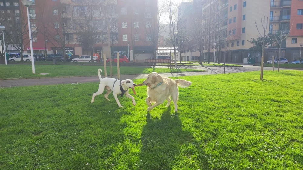 Residencia canina sin jaulas - Bizkaia pet otel