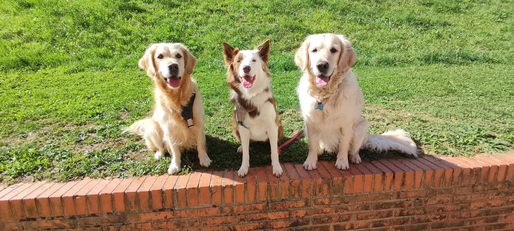 Residencia canina sin jaulas - Bizkaia pet otel görseli 3