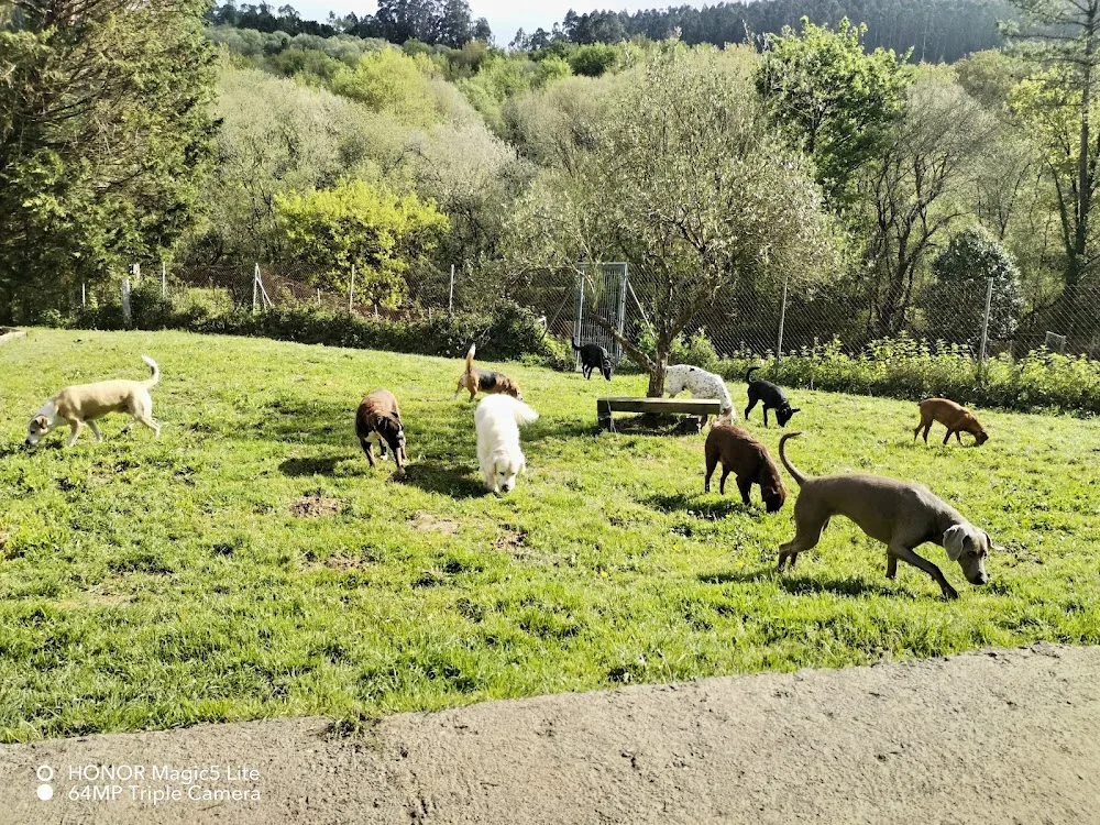 Servicio Canino Bizkaia - Bizkaia pet otel görseli 3