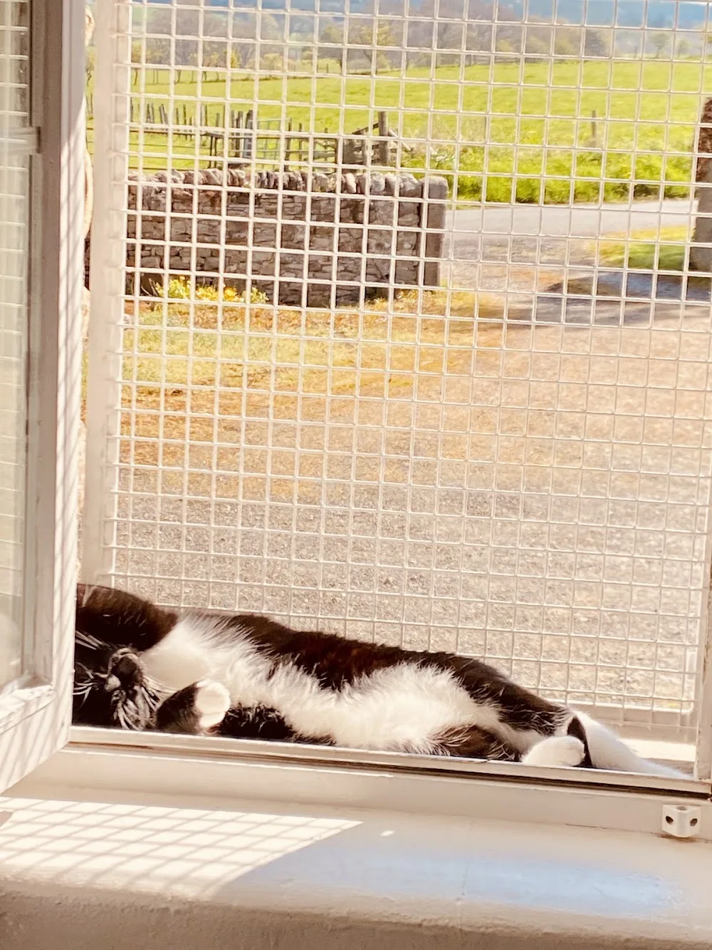 Blackburn Cattery - Blackburn with Darwen pet otel