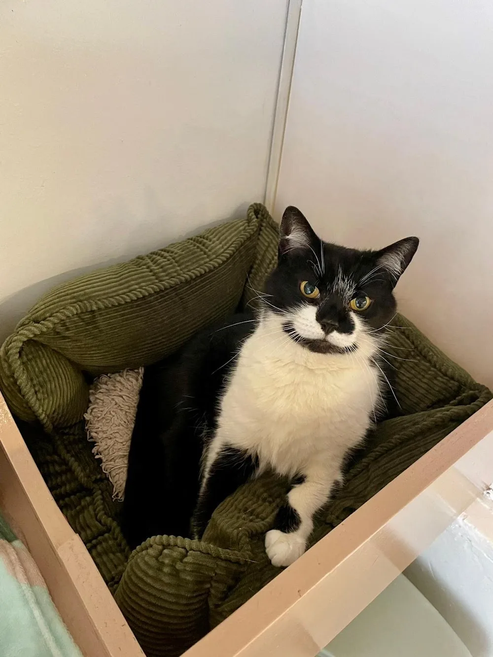 Blackburn Cattery - Blackburn with Darwen pet otel görseli 3