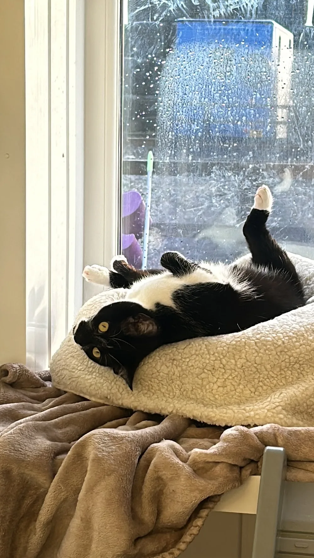 Brandlesholme Hall Farm Cattery - Blackburn with Darwen pet otel görseli 3