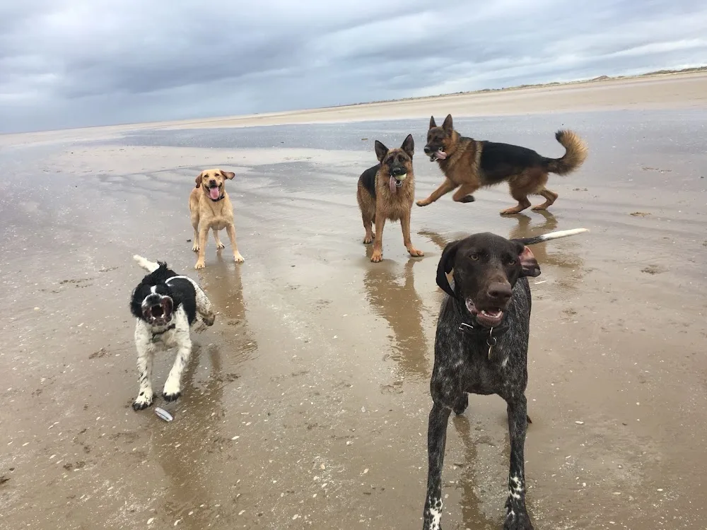 Chips Farm Animal Care, Ormskirk (Dog Boarding) - Blackburn with Darwen pet otel