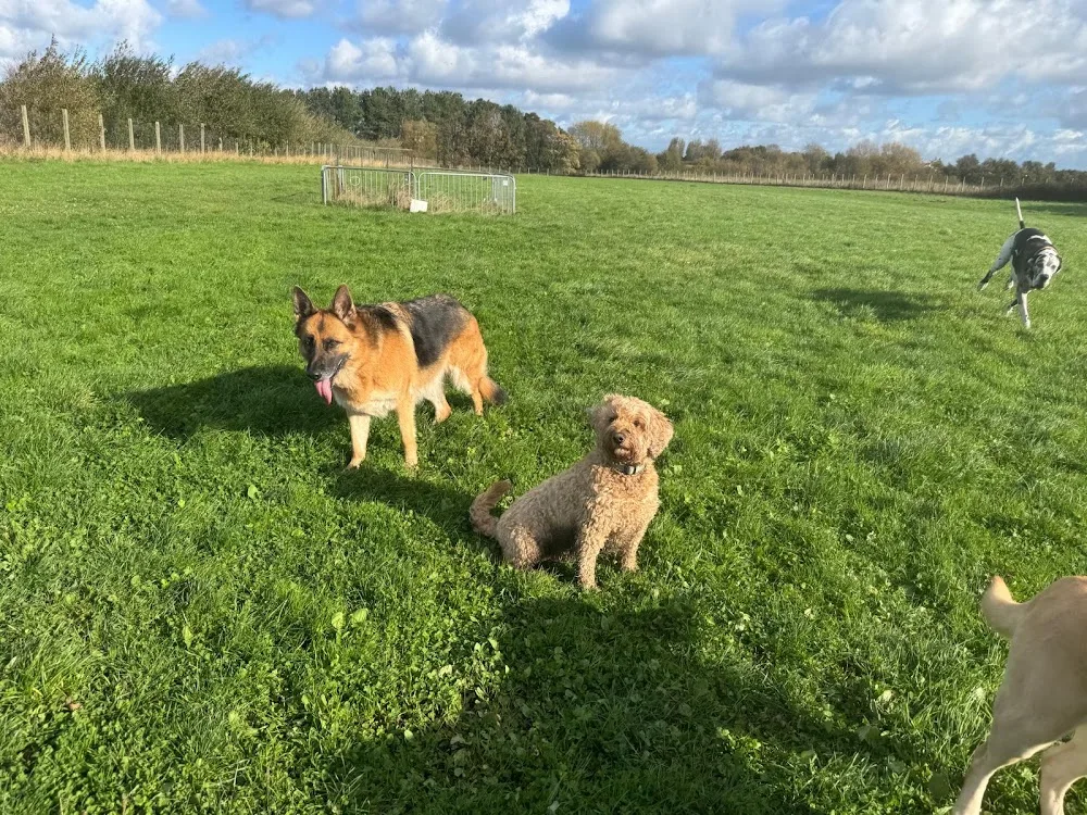 Chips Farm Animal Care, Ormskirk (Dog Boarding) - Blackburn with Darwen pet otel görseli 3