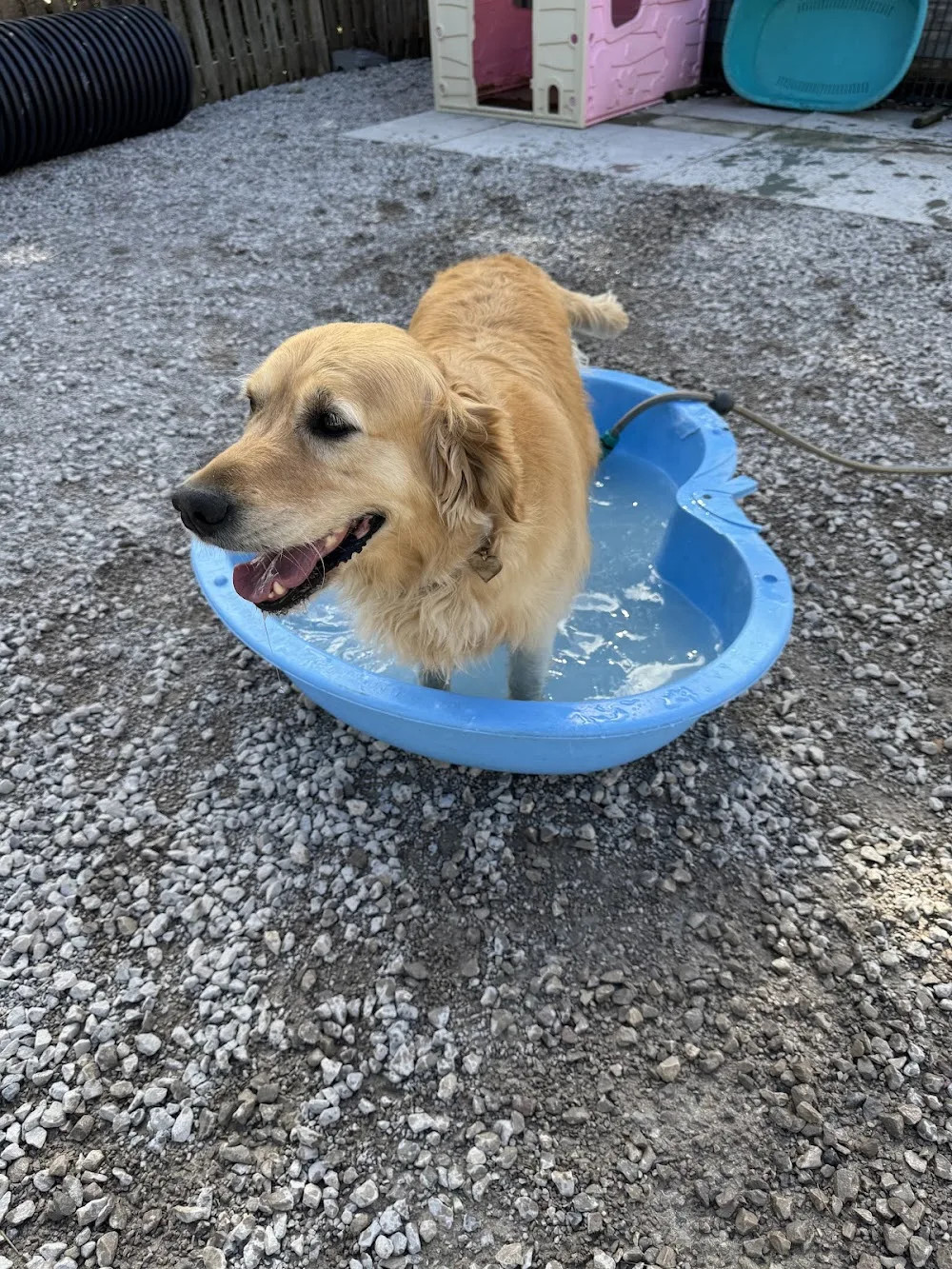 Cow Hill Kennels & Cattery - Blackburn with Darwen pet otel