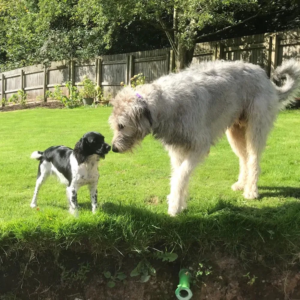 Cow Hill Kennels & Cattery - Blackburn with Darwen pet otel görseli 3