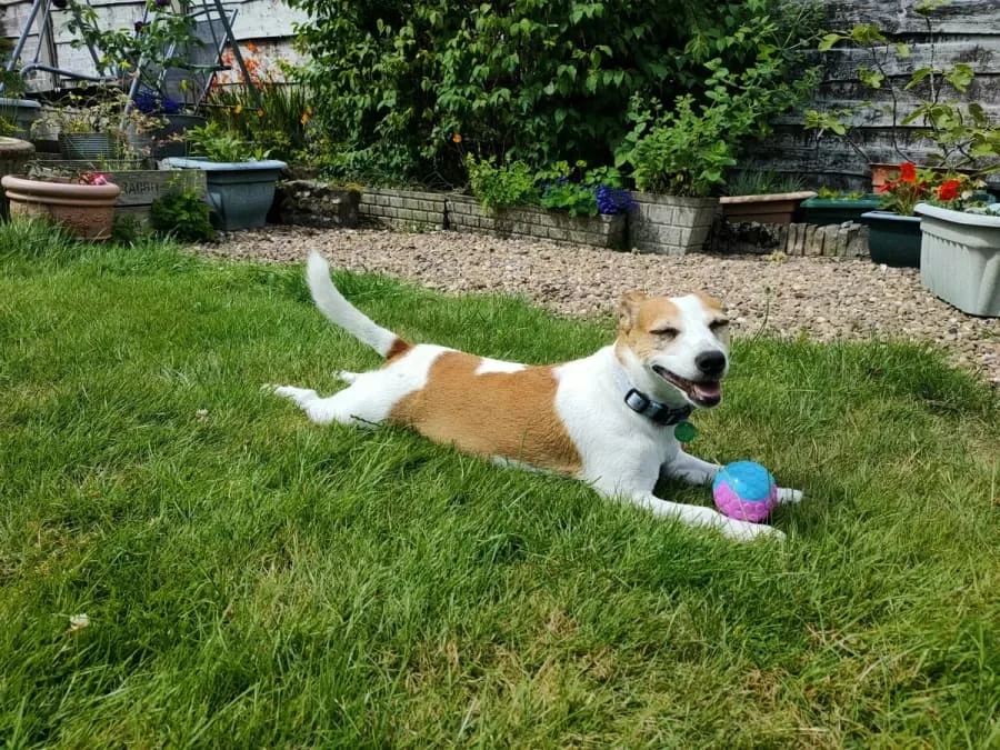 Digs for Dogs - Blackburn with Darwen pet otel görseli 3