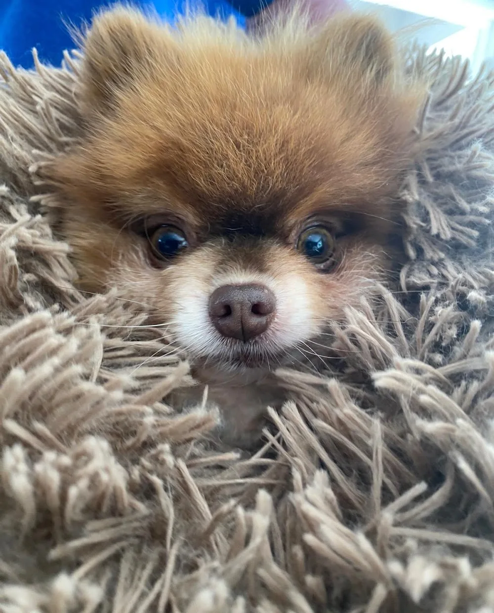 Fusspups - Home Boarding for Small Dogs - Blackburn with Darwen pet otel