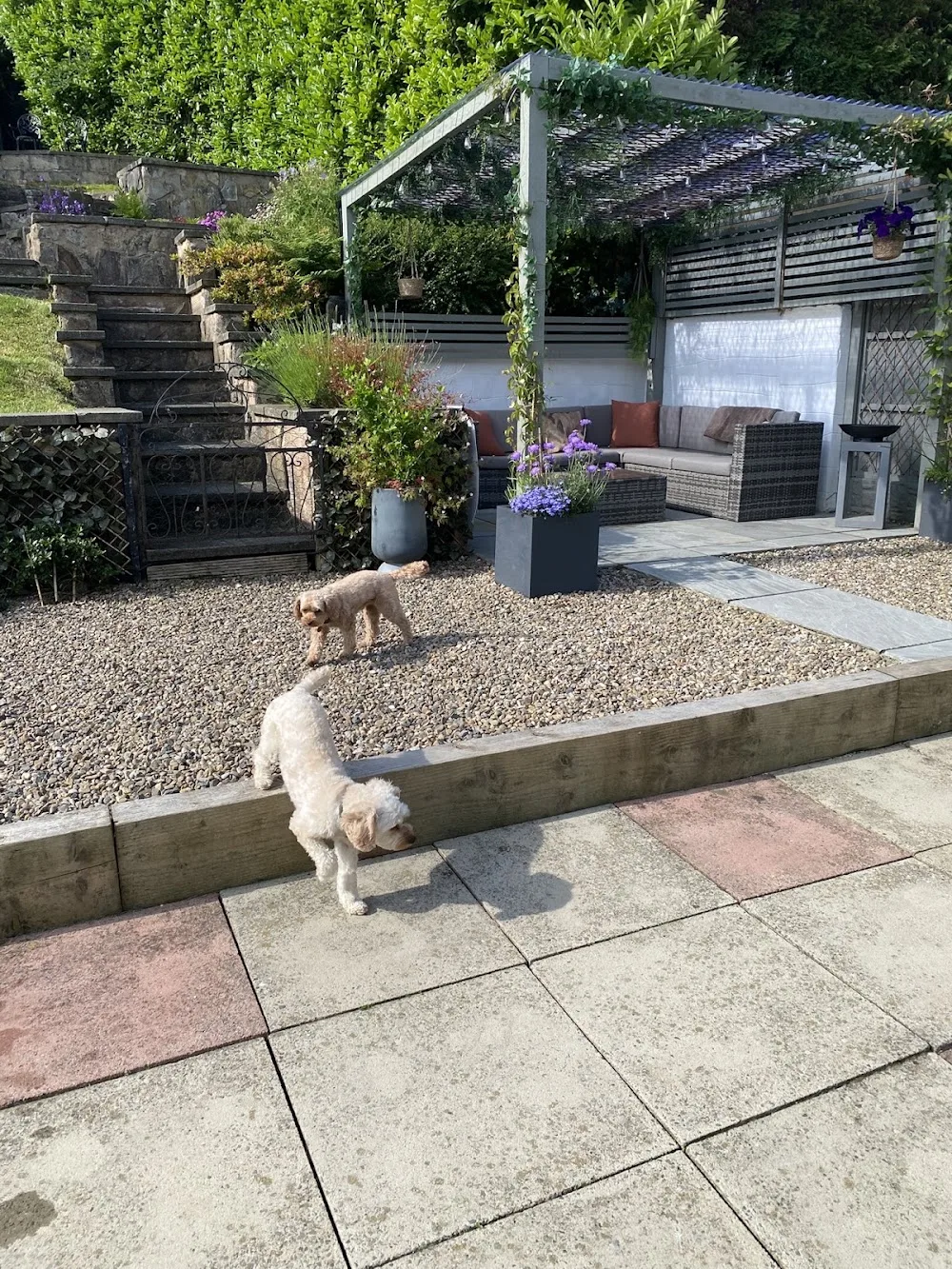 Fusspups - Home Boarding for Small Dogs - Blackburn with Darwen pet otel görseli 3