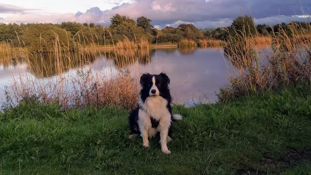 Glencoe Kennels and Cattery and Doggy Daycare - Blackburn with Darwen pet otel