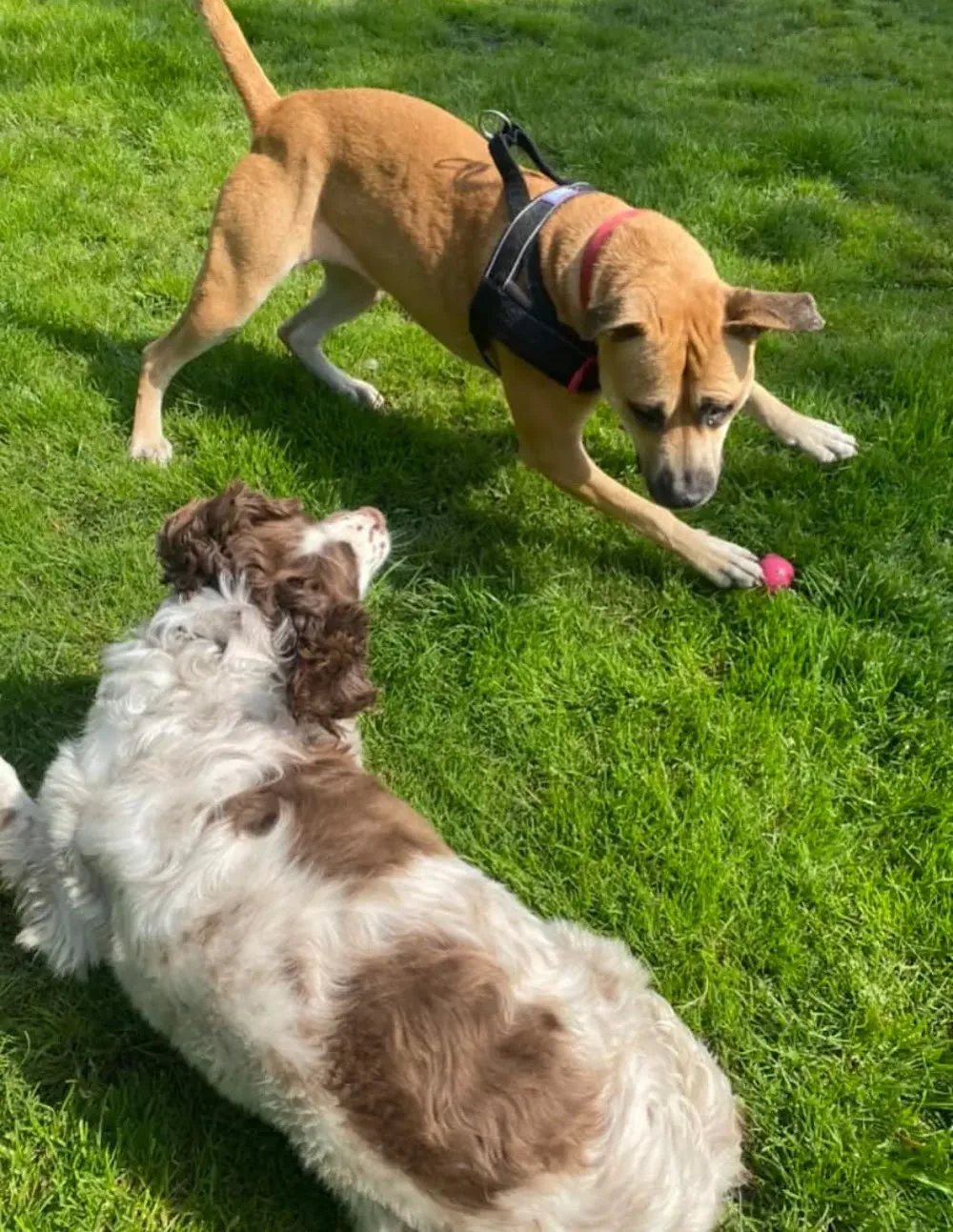 Glencoe Kennels and Cattery and Doggy Daycare - Blackburn with Darwen pet otel görseli 3