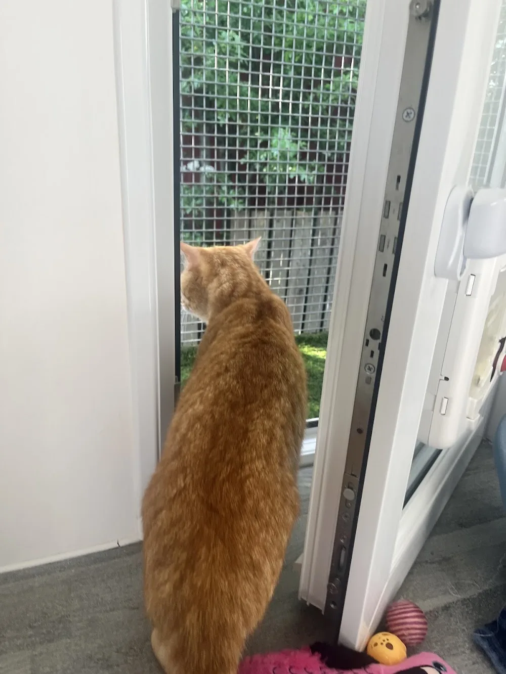 Hillcrest Cattery - Blackburn with Darwen pet otel