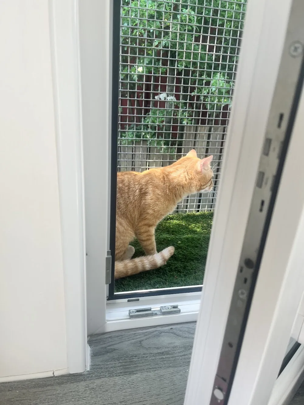 Hillcrest Cattery - Blackburn with Darwen pet otel görseli 3