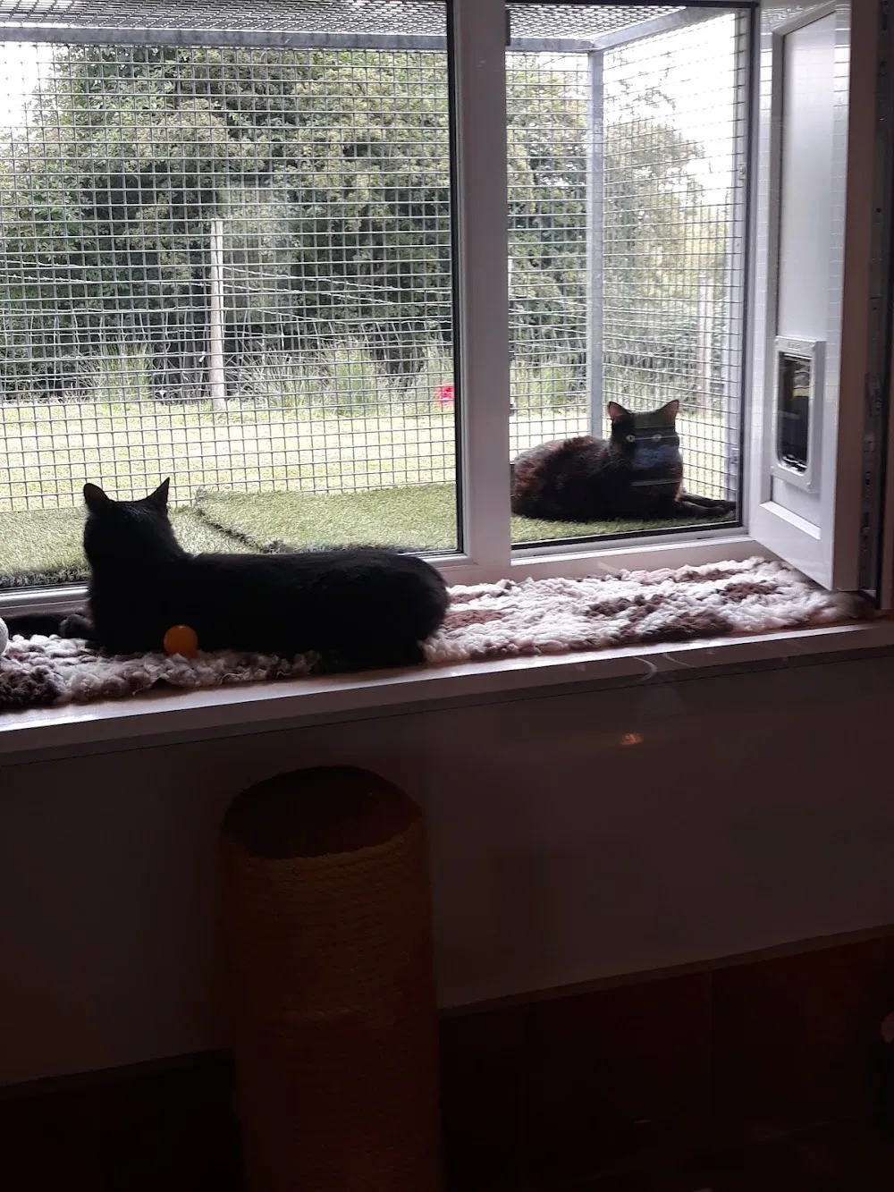 Kitty Catz Cattery & Boarding Kennels - Blackburn with Darwen pet otel görseli 3