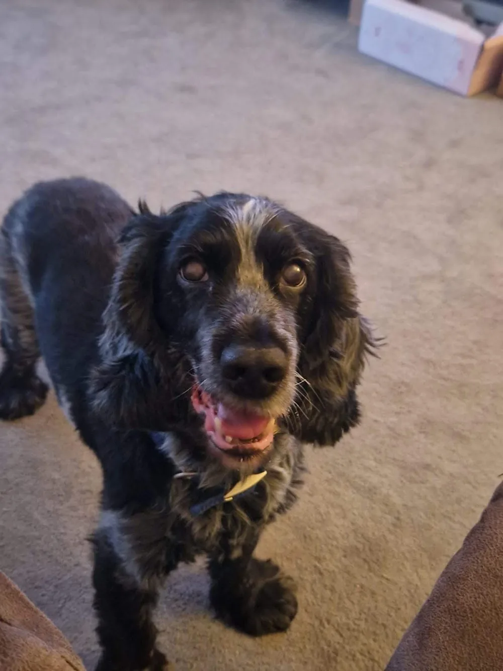 Knowles Farm Luxury Boarding Kennels and Cattery - Blackburn with Darwen pet otel