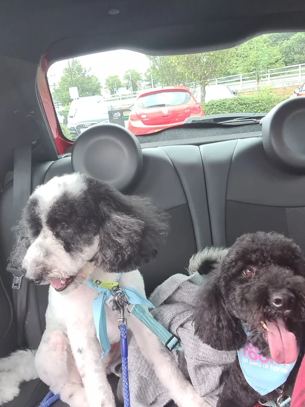Knowles Farm Luxury Boarding Kennels and Cattery - Blackburn with Darwen pet otel görseli 3