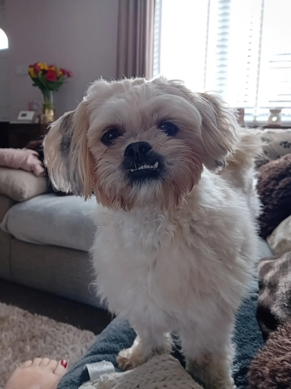 Lisa's dog home boarding - Blackburn with Darwen pet otel