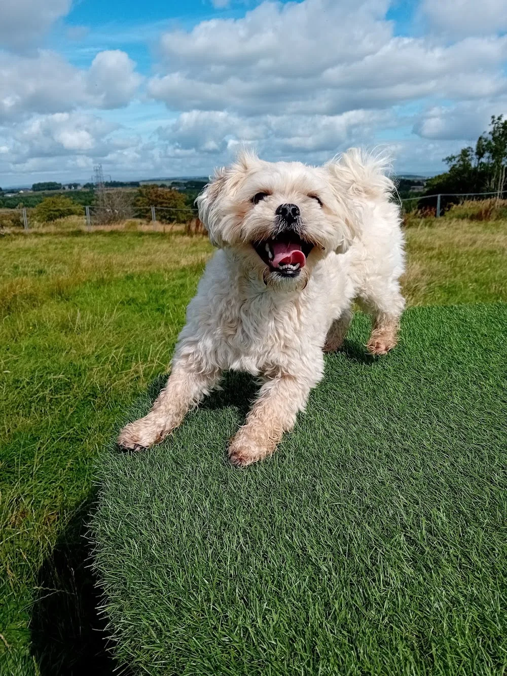 Lisa's dog home boarding - Blackburn with Darwen pet otel görseli 3