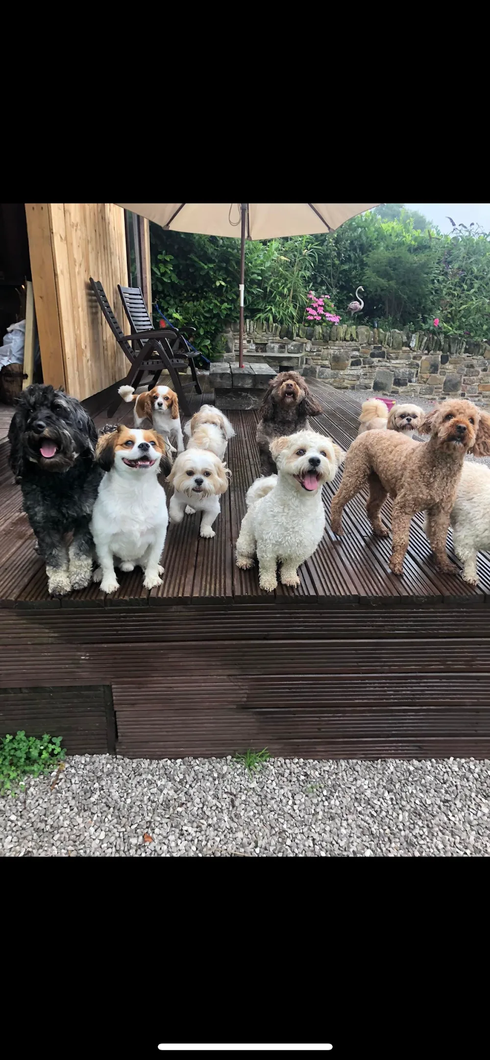 Muddy Paws Dog Home Boarding Accrington - Blackburn with Darwen pet otel