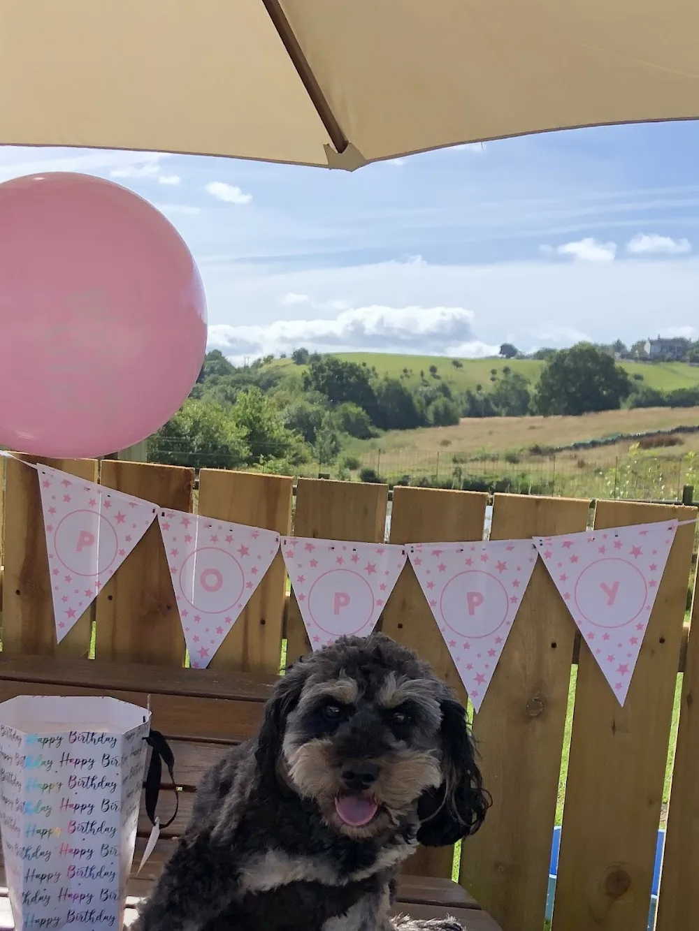 Muddy Paws Dog Home Boarding Accrington - Blackburn with Darwen pet otel görseli 3
