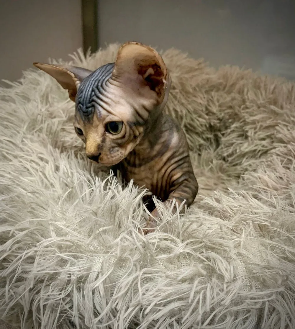 Sphynx Cattery - Blackburn with Darwen pet otel