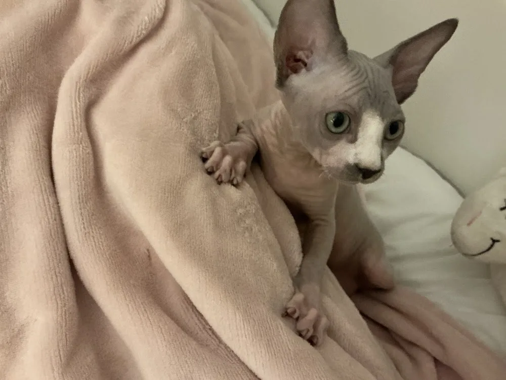 Sphynx Cattery - Blackburn with Darwen pet otel görseli 3