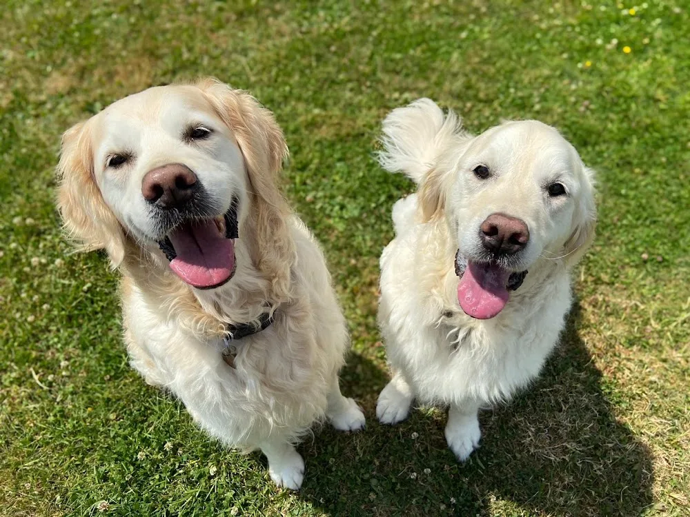 Tailwaggers - Blackburn with Darwen pet otel görseli 3