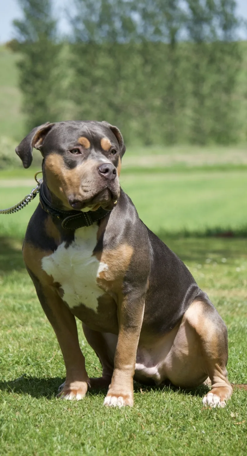 Talbot House Boarding Kennels & Cattery | Wigan - Blackburn with Darwen pet otel