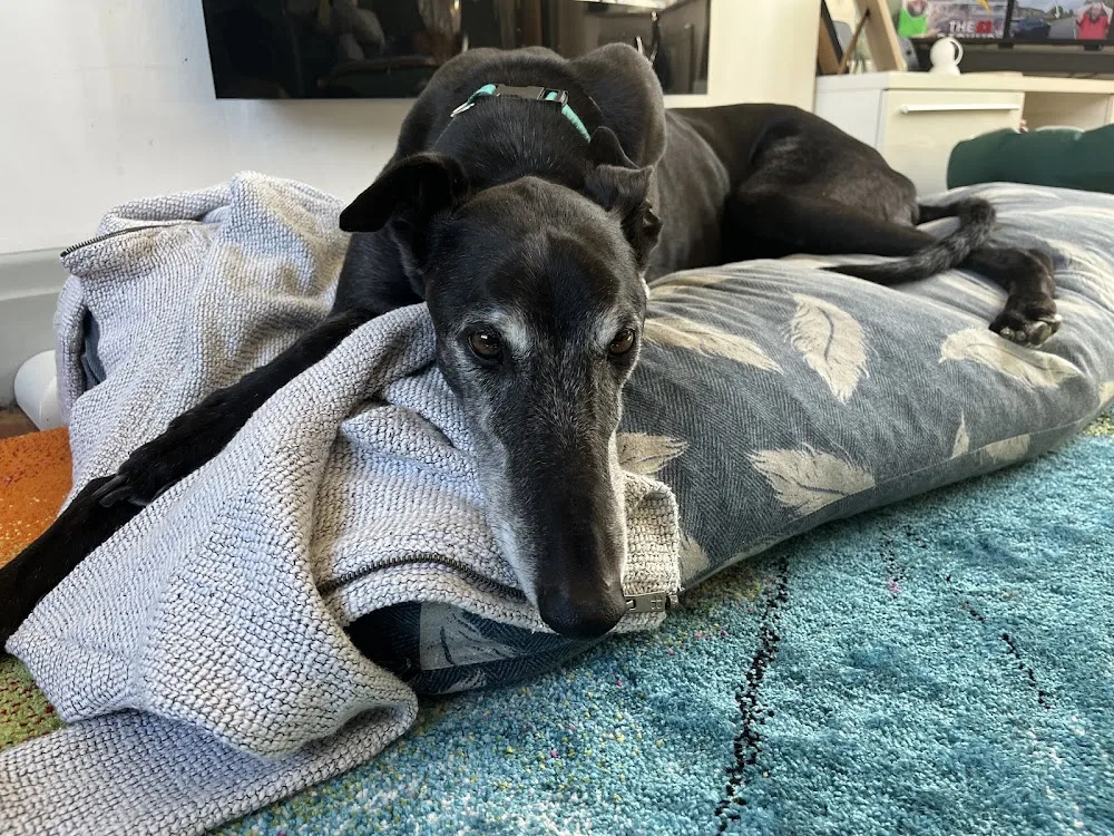 The Sighthound Savoy - Blackburn with Darwen pet otel