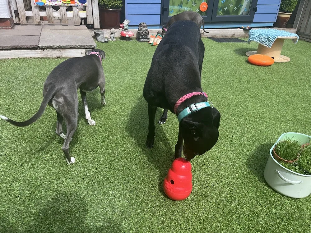 The Sighthound Savoy - Blackburn with Darwen pet otel görseli 3