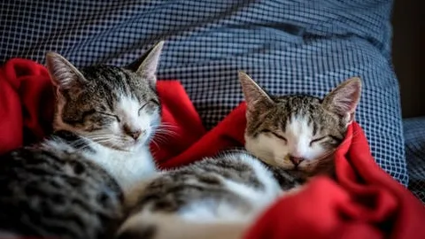 Angelas Village Cattery - Blackpool pet otel