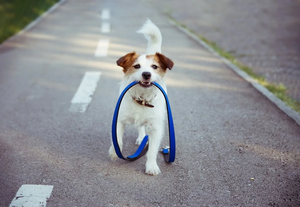 Be Yappy Dog Walking & Home Boarding Blackpool - Blackpool pet otel