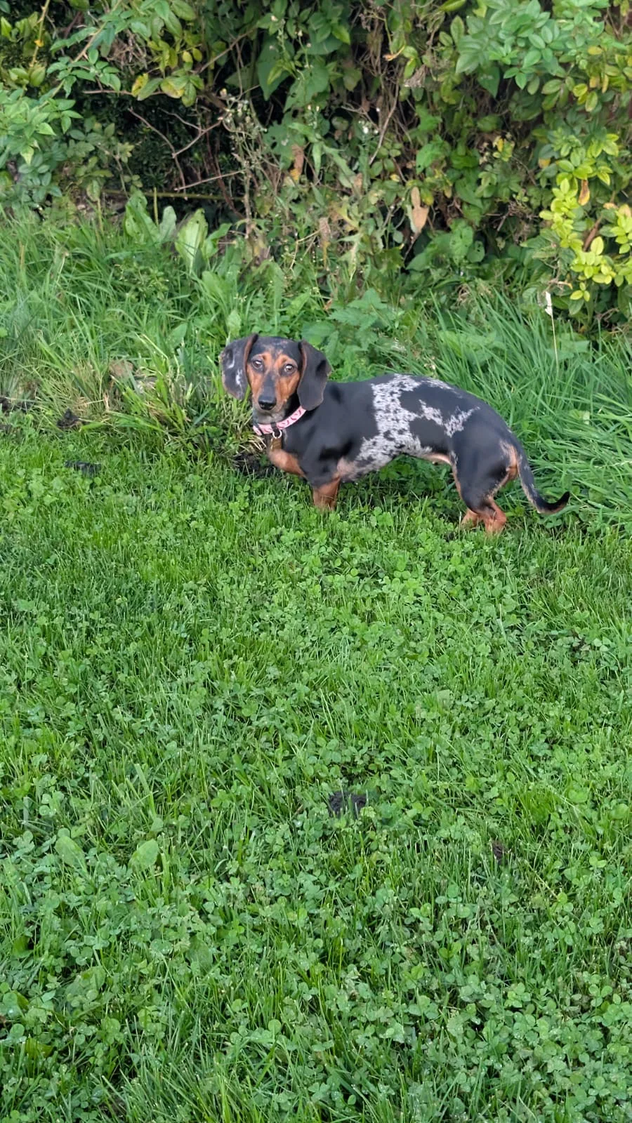 Be Yappy Dog Walking & Home Boarding Blackpool - Blackpool pet otel görseli 3