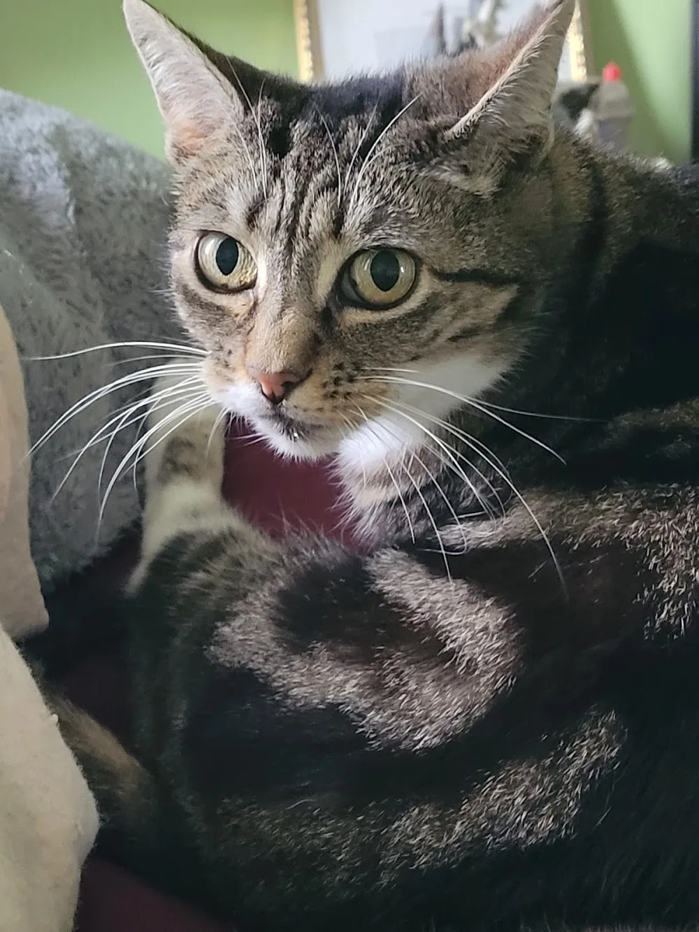Bourne Cattery - Blackpool pet otel görseli 3